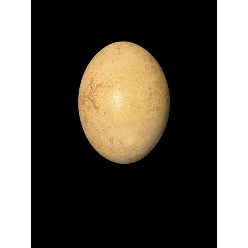 A Very Fine Intact Example of an Elephant Bird Egg